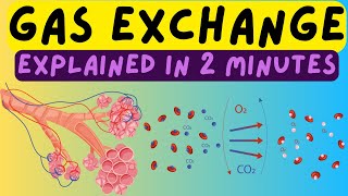 Biology Help The Respiratory System  Gas Exchange In The Alveoli Explained In 2 Minutes [upl. by Dotty]