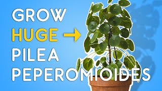 Pilea peperomioides 101 Taking Care of Your Chinese Money Plant [upl. by Serene]