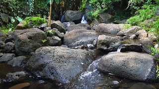 Stream in Forest  Relaxing Water [upl. by Betteann]