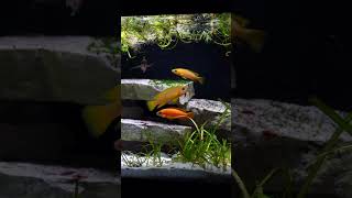 Lake Tanganyika Tank shorts fishtank fishkeeping aquarium petfish cichlid fishaquarium [upl. by Richma490]