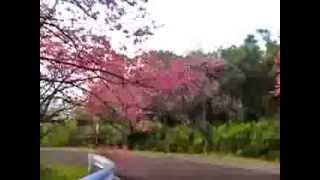 沖縄の寒緋桜（カンヒザクラ）本部八重岳桜まつり [upl. by Graubert]