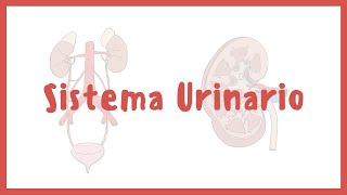 ANATOMÍA  Sistema urinario riñones vejiga uretra y uréteres  Blasto Med [upl. by Yasmin]