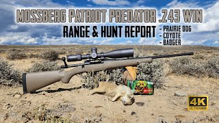 Mossberg Patriot Predator 243 Win  Full Overview Range Test with Prairie Dog amp Coyote Hunt in 4K [upl. by Bekki]