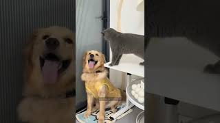 Cat vs dog ytshorts youtubeshorts shorts [upl. by Harday892]