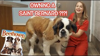 Owning a Saint Bernard  What you need to know [upl. by Lamraj]