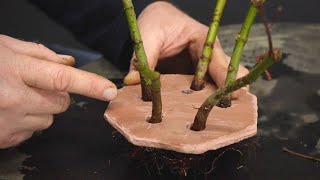 Creating clump style bonsai with Japanese maples on tiles and washers [upl. by Hera147]