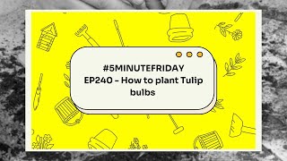 EP240  How to plant Tulip bulbs 5minutefriday [upl. by Gemmell]