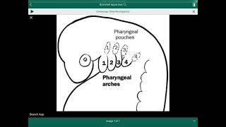 Branchial Apparatus  الجهاز الخيشومي [upl. by Eirb]