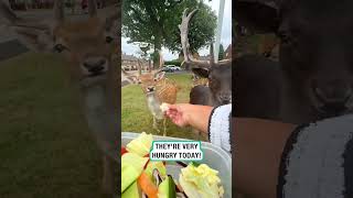 Feeding the deers chilling on my street 🦌 😍 🎥 TikToksymxsha [upl. by Martie505]