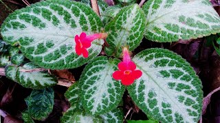 Silver leaf flame violet flower plants  Episcia cupreata [upl. by Salazar]