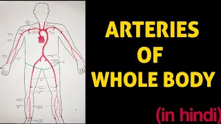 Arteries of Whole Body 💥 [upl. by Anallese802]