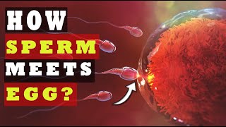 How Sperm Meets an Egg to Fertilize  How Fast Sperm Travels to the Egg SCIENCE EXPLAINED [upl. by Bonne]