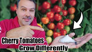 Grow Cherry Tomatoes in a Container [upl. by Aemat]