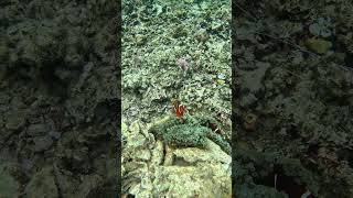 Snorkeling with Clownfish Exploring Nature’s Aquatic Gems [upl. by Sikata870]