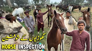 Horse inspection day  گھوڑیوں کا ملازہ [upl. by Ronen574]