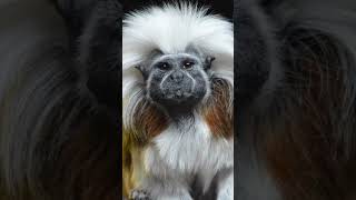 CottonTop Tamarin Pt 1 learn tamarin monkey wildlife education [upl. by Kifar820]