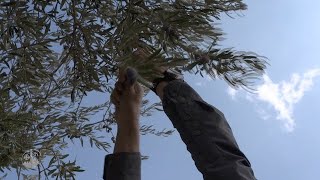 The beginning of the olive harvest in the Holy Land [upl. by Archangel667]