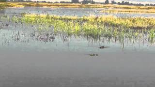 Northern Shovelers Feeding [upl. by Nawk362]