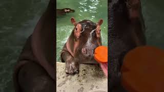 My favorite is Tuantuan the little hippopotamus Fantastic animals on TikTok Confusing behavio [upl. by Ratib]