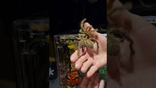 Rehousing female Poecilotheria rufilata [upl. by Eehtomit426]