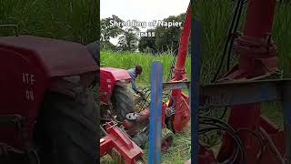 We started shredding of our animals fodder  Brachiaria Ruziziensis Napier grass etc [upl. by Ramas]