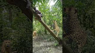 A leopard attacked a man on a tree inside the forest vfx shorts leopard wildlife videos tiger [upl. by Bury]