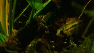 apistogramma cacatuoides broodcare [upl. by Ranson]