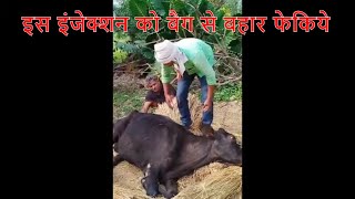 Mastitis के इलाज में कौन इंजेक्शन Cow के लिए जानलेवा हैं  ये गाय बची कैसे [upl. by Nordna]