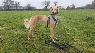 Archie the Saluki x Greyhound  4 Weeks Residential Dog Training [upl. by Nosremaj]