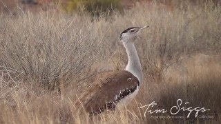 Australian bustard Ardeotis australis [upl. by Kerat452]