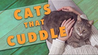 The Best Cat Breeds for Cuddling [upl. by Tahpos]