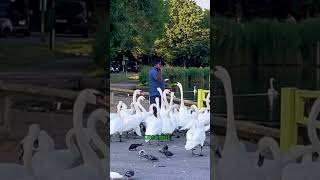 Feeding Hungry Swans [upl. by Rosemary]