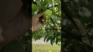 Green Apple 🍏 Tree Discover the Magic of Green Apple Trees From Planting to Harvest [upl. by Adidnac999]