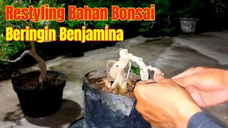 Restyling Bahan Bonsai Beringin Benjamina [upl. by Aneloj]