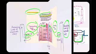 Lecture Video 12 Physiology of the Urinary System Part 2 [upl. by Queston]