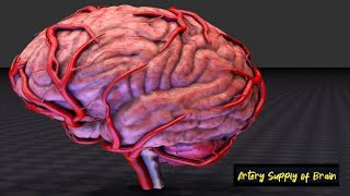 Artery Supply of Brain 🧠 Bangla  Blood Supply to Brain  Arteries of Cerebrum [upl. by Anaugal835]