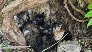 The mother cat who asks for help so that her kittens do not go blind [upl. by Di]