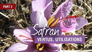 Safran le retour Ses vertus ses usages [upl. by Sucramrej958]