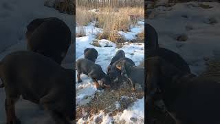 SEVEN Blacktan Coonhound puppies set loose on 2 acres [upl. by Derrek]