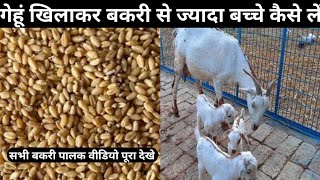 गेहूं खिलाकर बकरी से ज्यादा बच्चे कैसे लें Bakri ko gehu khilakar bacche lene ka tarika wheat [upl. by Agna]