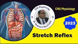 Stretch Reflex 22023 by Dr Khaled A Abulfadle [upl. by Ilesara]