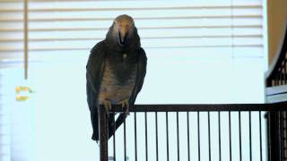 Grey Bird African grey calling a dog making house noises and improvisational jazz whistling [upl. by Anivlem]