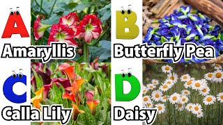 Flowers Alphabet Song  Flowers ABC Song  A to Z Flowers Names  Phonics for Kids [upl. by Leon]