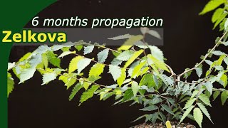 Propagation of Zelkova through cuttings made simple  Including howto [upl. by Ecnaret]