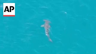 Hammerhead shark spotted off Canary Islands [upl. by Nan]