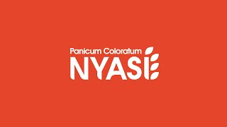 Panicum Coloratum Nyasi® Peman [upl. by Nel]