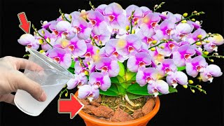 1 Cup Per Month Orchids Grow 300 Times Faster And Bloom All Year Long [upl. by Aicac]