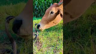 Cow Shows Snake Whos Boss [upl. by Elyn583]