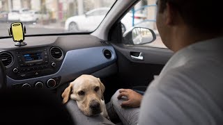 Nazareth’s only guide dog owner is trailblazing just by walking down the street [upl. by Charleen]