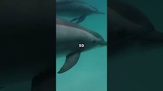 How Dolphin Echolocation Works in 60 Seconds [upl. by Nhguavad]